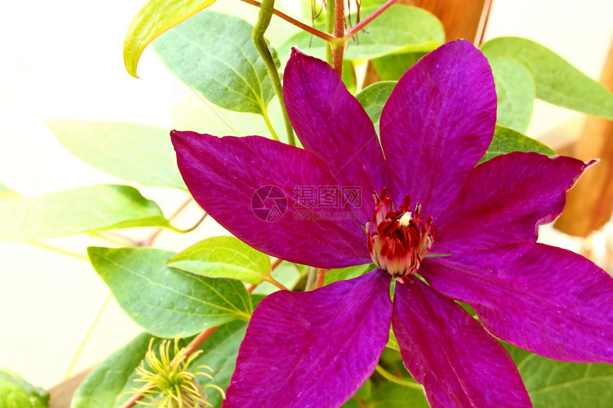 克莱玛蒂斯花朵花瓣紫色植物群植物白色叶子植物学蓝色绿色图片