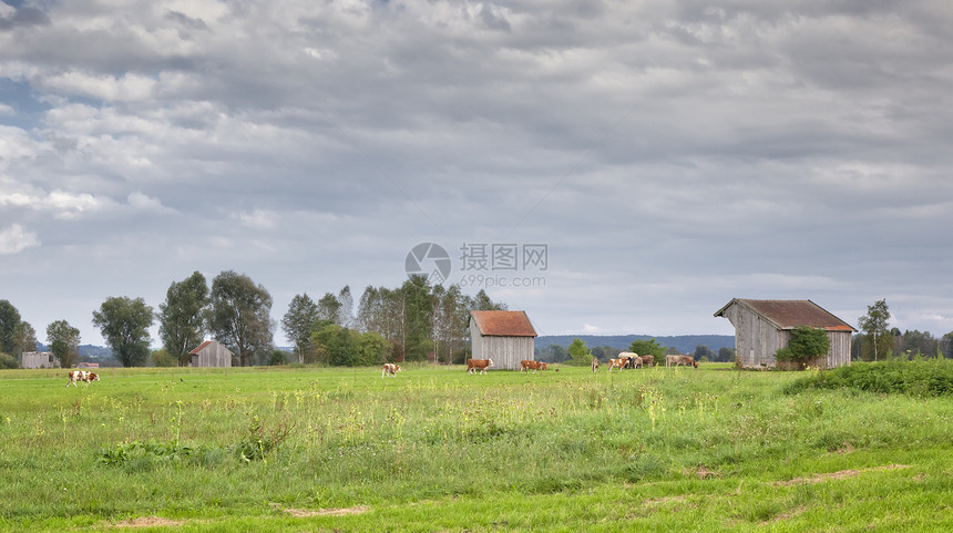 巴伐利亚蓝色天空草地农村小路野生动物场景收成季节爬坡图片