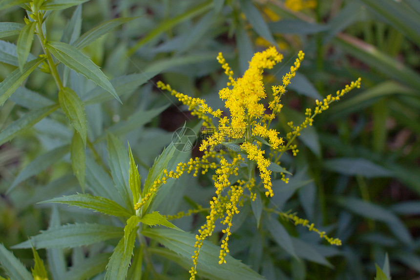 金金棒花园草地黄花绿色荒野场地植物群医疗叶子花粉图片