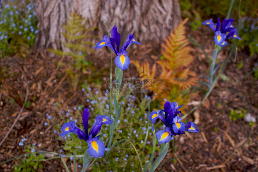 iris 幼树图片