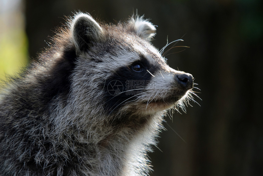 浣熊野生动物土匪荒野哺乳动物面具毛皮森林图片