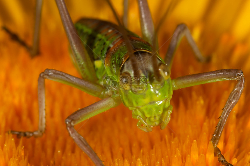 无脊椎动物螺旋宏观太阳绿色花园漏洞蚱蜢料斗眼睛生物野生动物图片