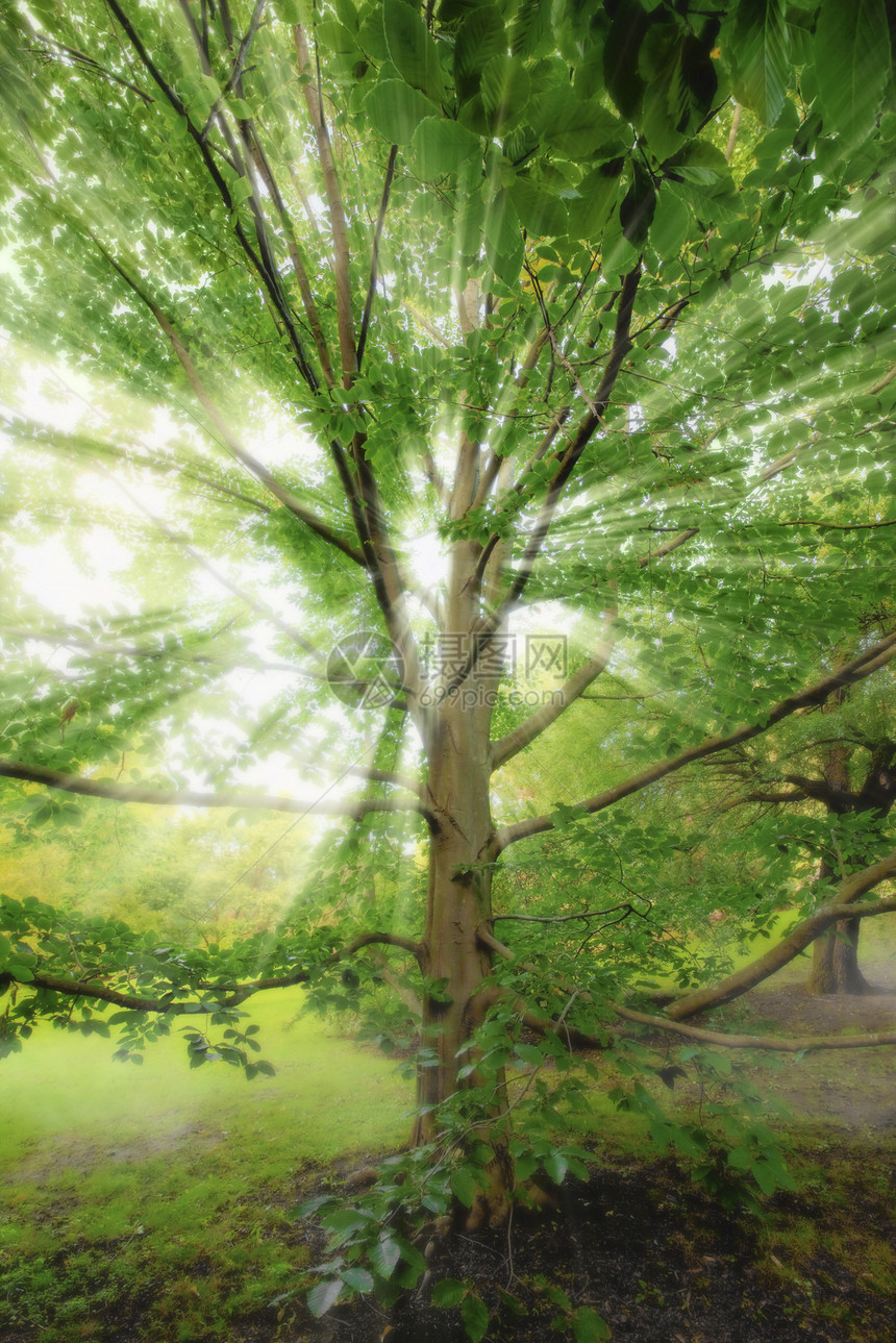 太阳光束射线树叶叶子太阳光线薄雾戏剧性辉光阳光森林木头图片