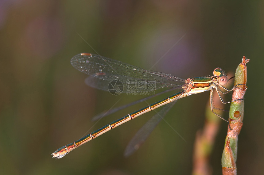 飞龙东帝汶巴巴鲁斯野生动物宏观眼睛漏洞绿色翅目蜻蜓翅膀飞行昆虫图片