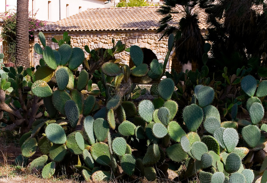 仙人掌组脊柱植物群治愈植物异国植物学沙漠生长愈合宏观图片