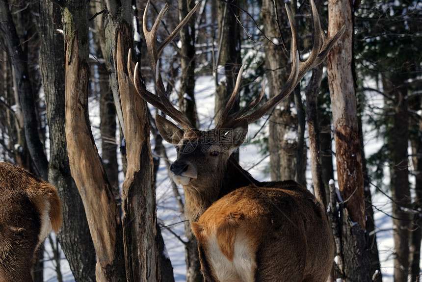 电 Elk牛角野生动物森林哺乳动物鹿角动物架子图片