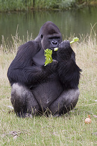 大猩猩吃西兰花大猩猩动物灵长类野生动物哺乳动物背景