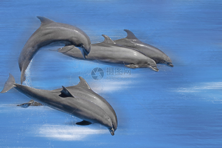 海豚野生动物速度跳跃哺乳动物假期海洋飞跃乐趣夫妻游泳图片