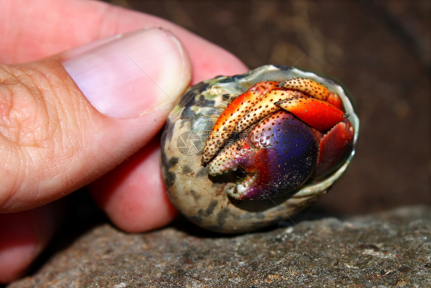 圣基茨岛的埃米特螃蟹生态生物小猫生活生物学环境甲壳动物学动物多样性图片