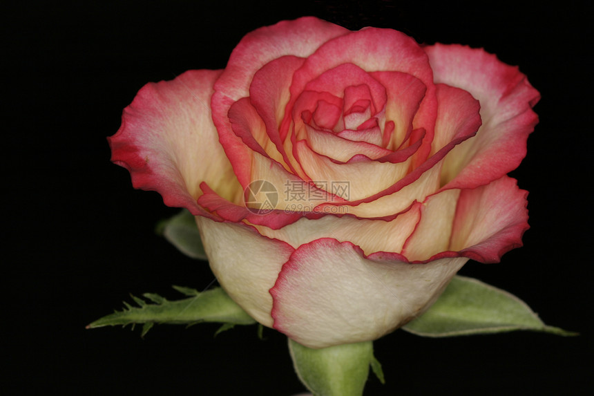 罗莎 罗丝详细玫瑰蓝红色花朵花卉花园花玫瑰花园植物腐烂宏观图片