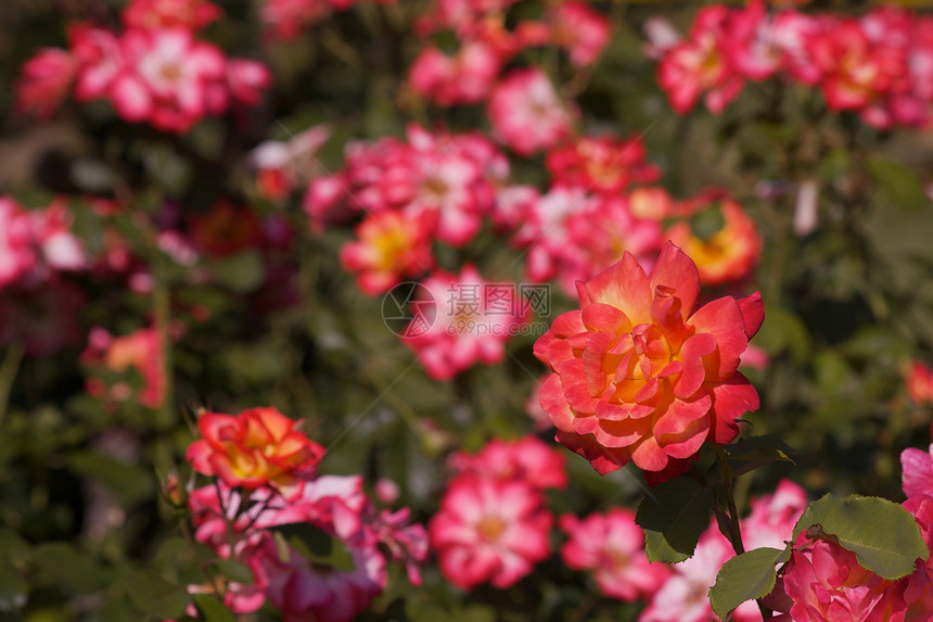 两个红玫瑰园艺植物花瓣季节玫瑰绿色公园花园红色图片