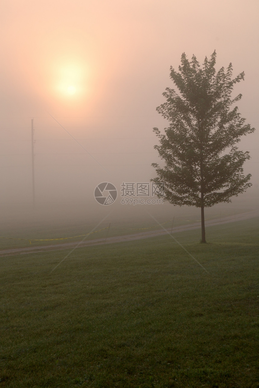 太阳在雾中图片