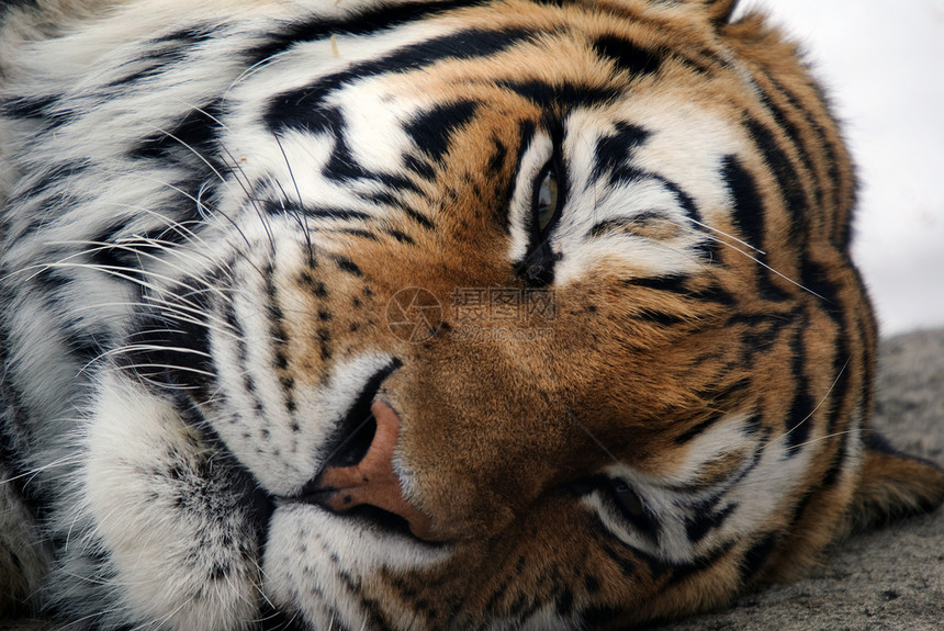 老虎食肉哺乳动物毛皮野生动物猫科动物荒野条纹捕食者野猫图片