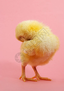 可爱的小妞黄色婴儿羽绒被动物农场粉色背景图片