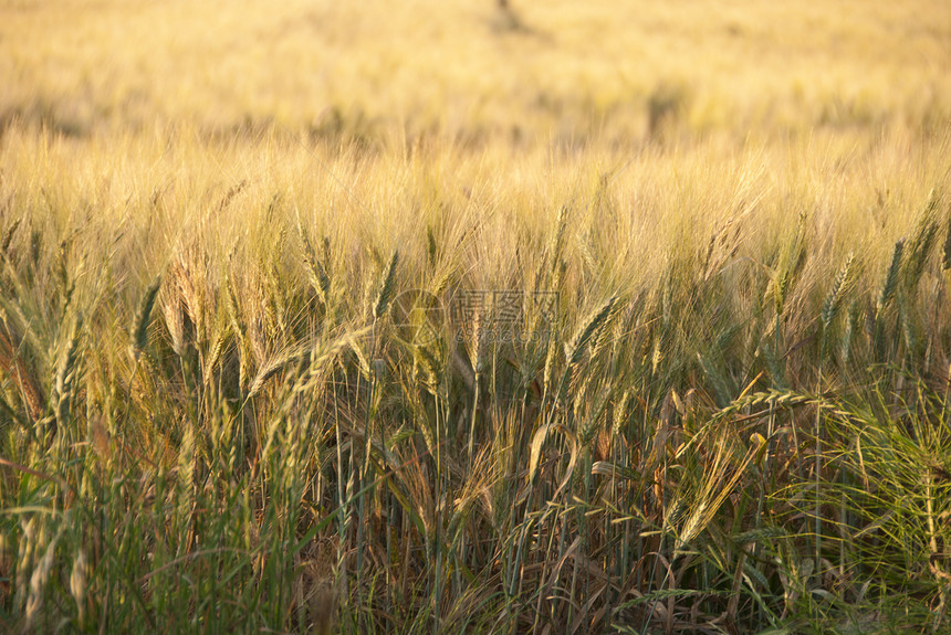 托斯卡尼的康菲尔德生产环境种子收成天空蓝色面包太阳农场麦田图片