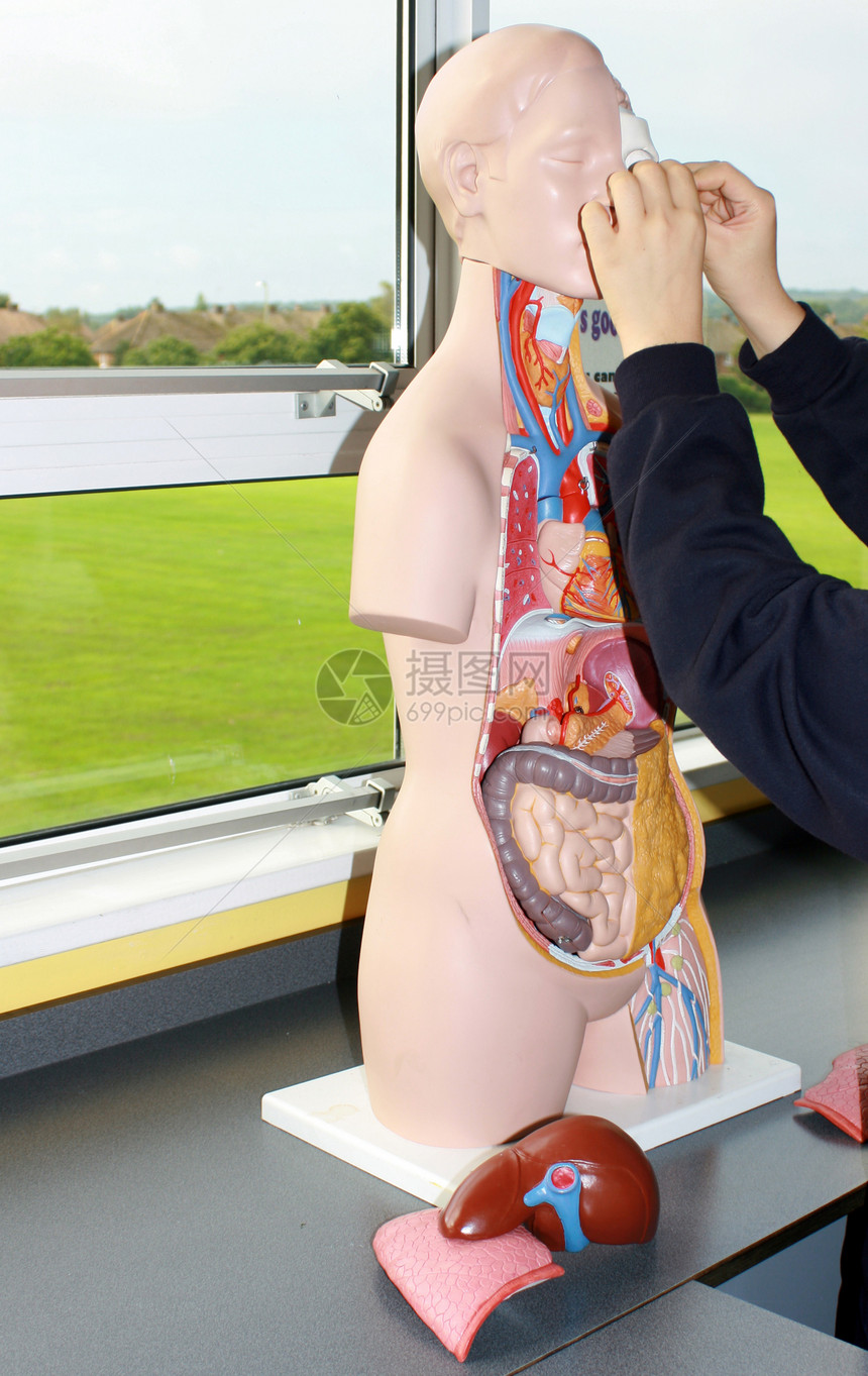 解剖课程大学教学学习科学身体教育静脉意义解剖学图片