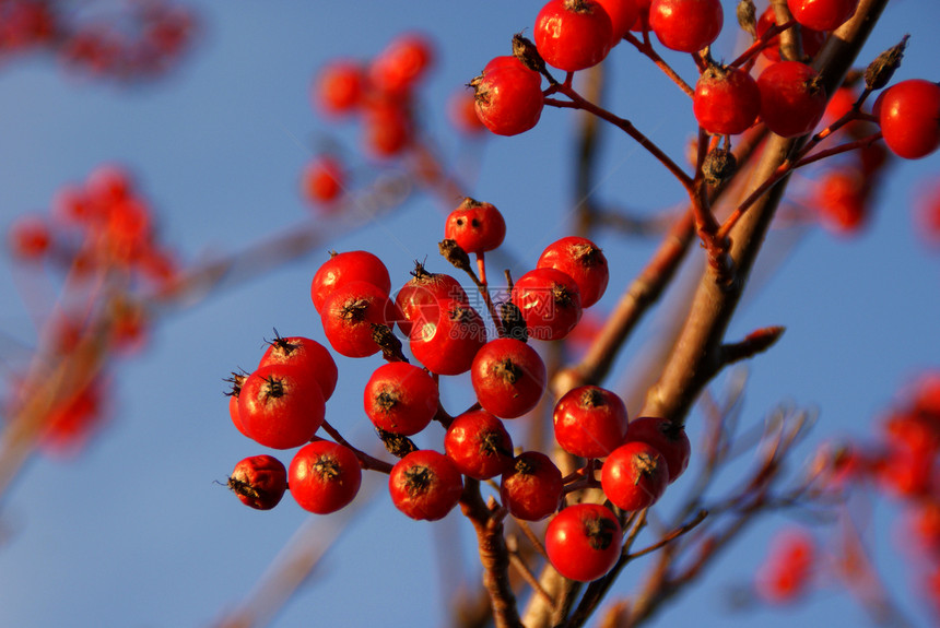 Rowan 柏油机水果浆果红色季节季节性花梨木植物蓝色山灰天空图片