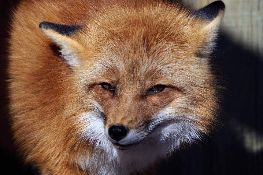 红狐狸肖像毛皮犬类红色动物哺乳动物食肉捕食者野生动物图片