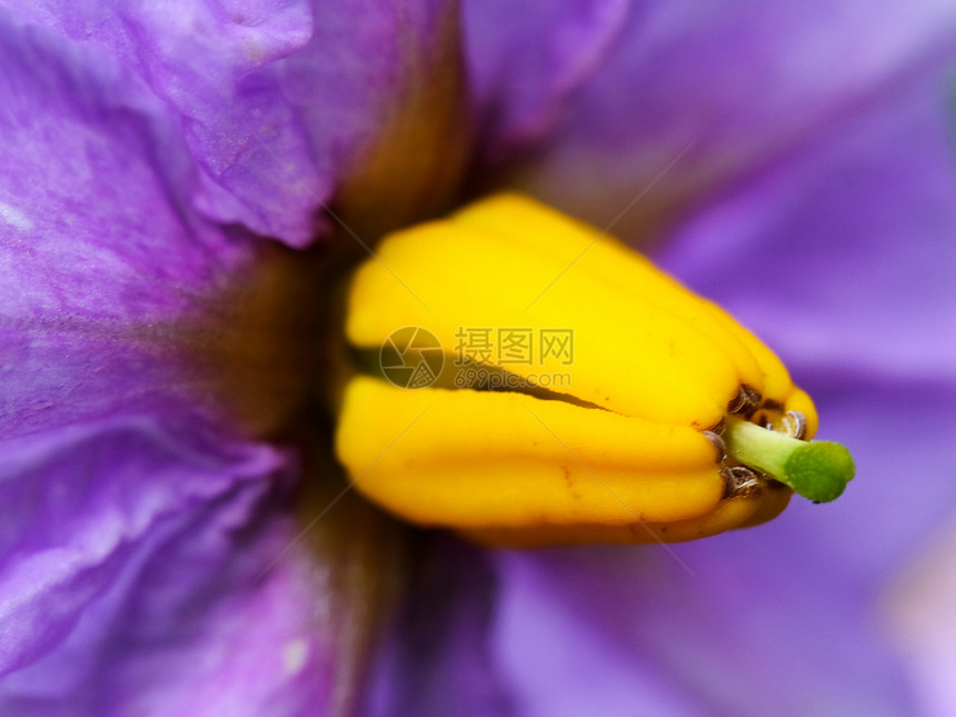 土豆植物花花黄色植物学花瓣紫色植物群图片