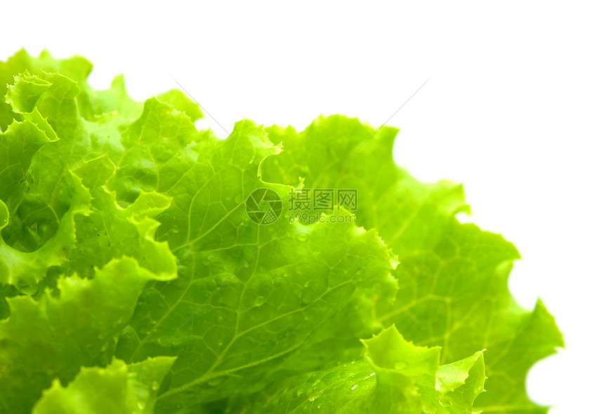 沙拉叶子多叶绿色宏观白色美食蔬菜生产食物图片