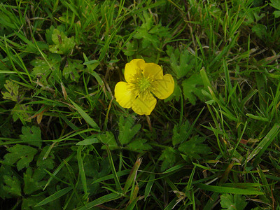 黄黄色花朵绿色背景图片