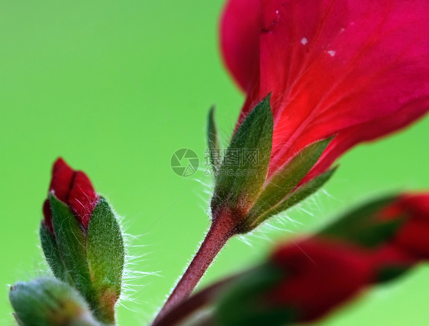 红花花宏观植物绿色花瓣植物群图片