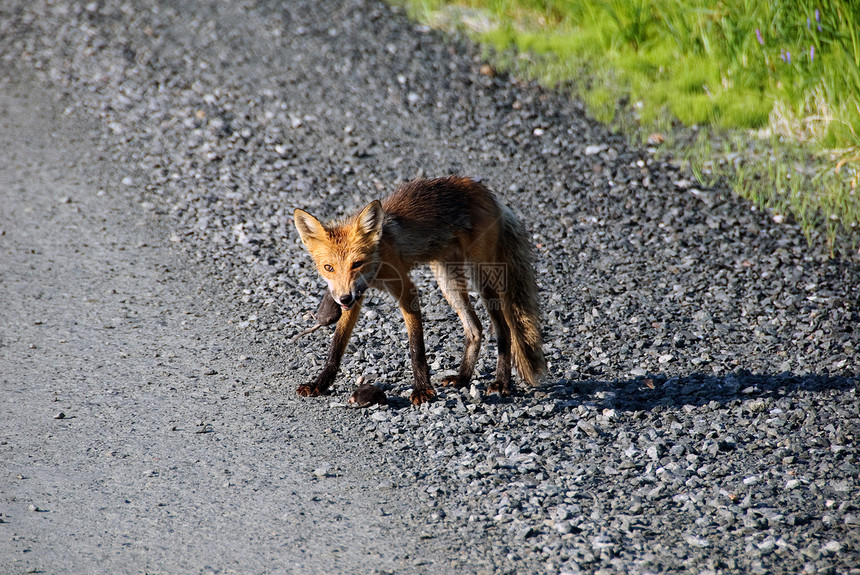 红狐哺乳动物捕食者动物野生动物毛皮荒野狐狸图片