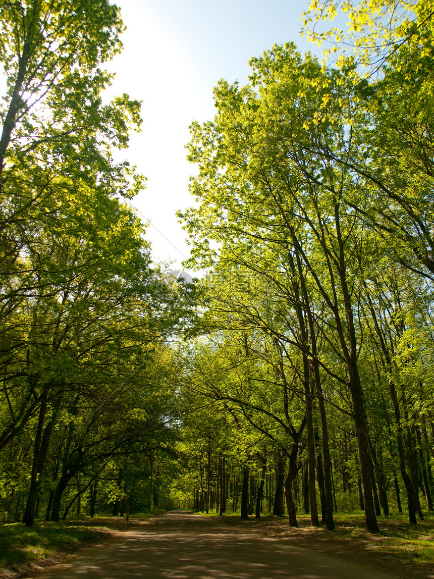 市公园植物花园森林小路新生活蓝色绿色树干白色阳光图片