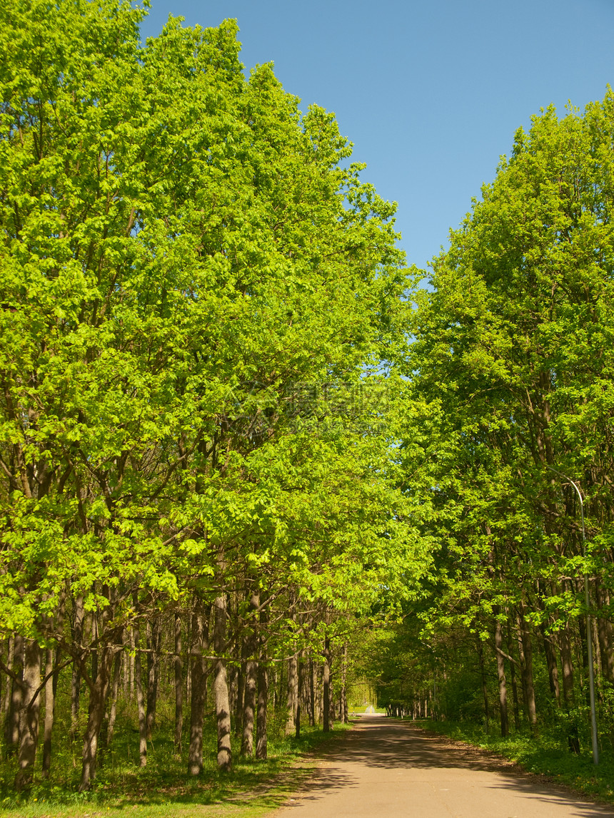 春天公园蓝色叶子新生活绿色阳光植物小路白色树干天空图片