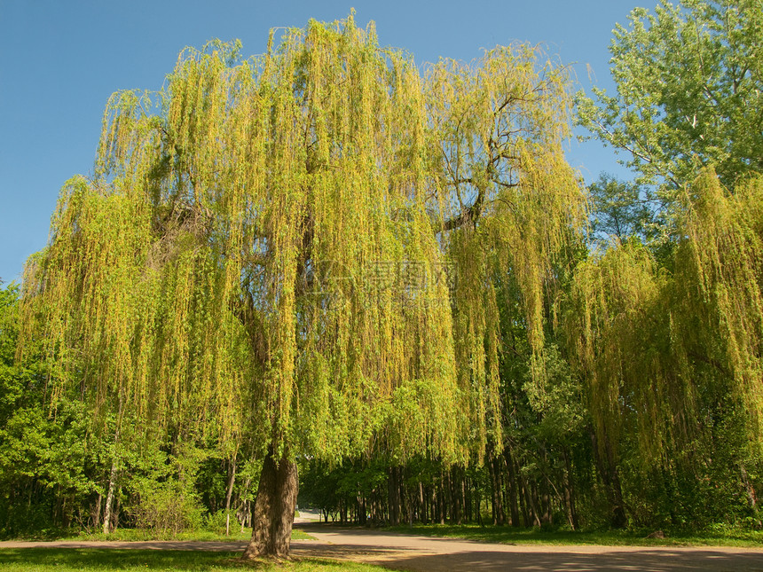 公园的柳树树图片