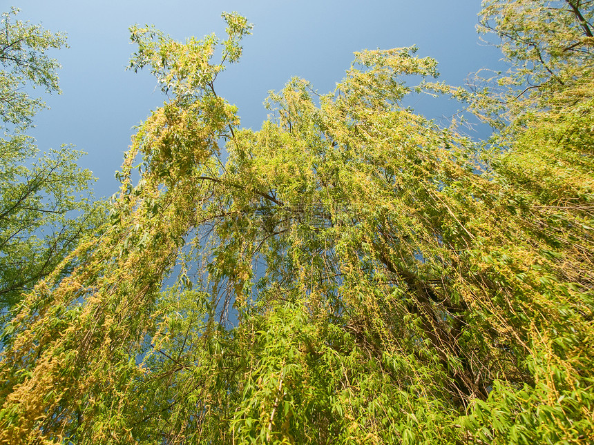 柳柳树水平绿色花园新生活公园叶子天空植物蓝色白色图片