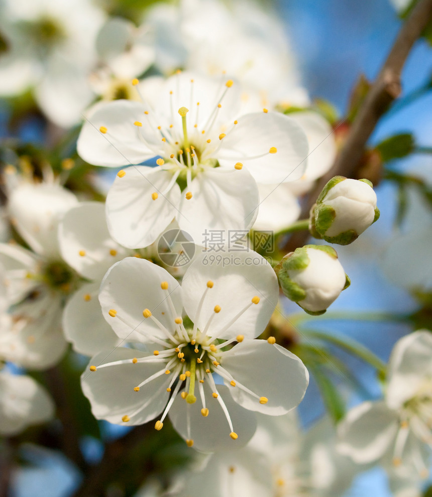 樱花花天空蓝色新生活白色季节植物花瓣绿色花头图片