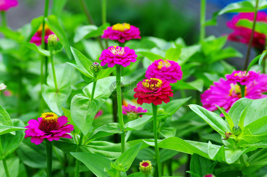 辛尼亚花蓝色紫色花园植物花瓣植物群空地桌面甘菊园艺图片