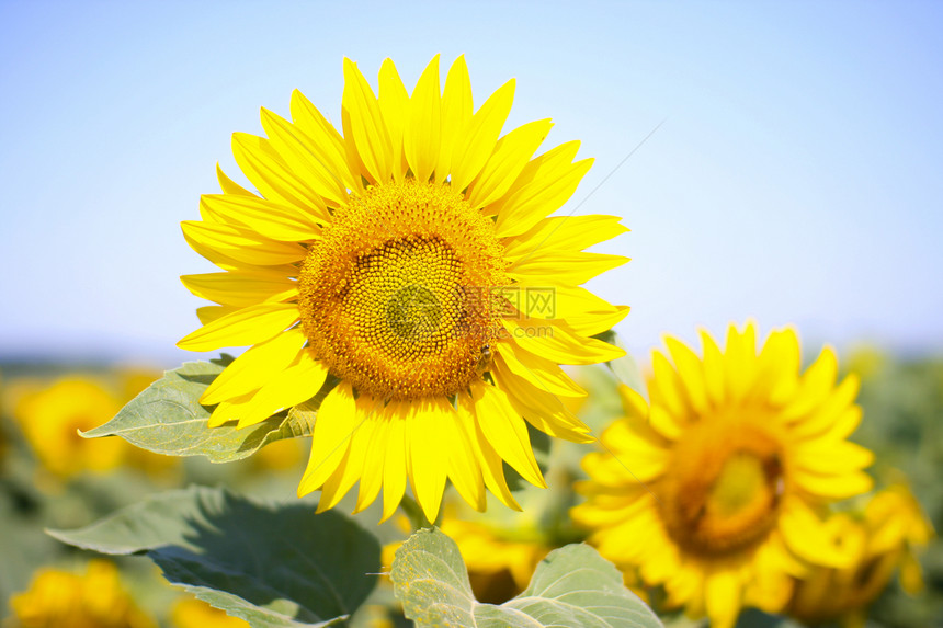 向日葵田里的向日葵太阳花蜜天空光束生长场地农业蜜蜂蓝色黄色图片