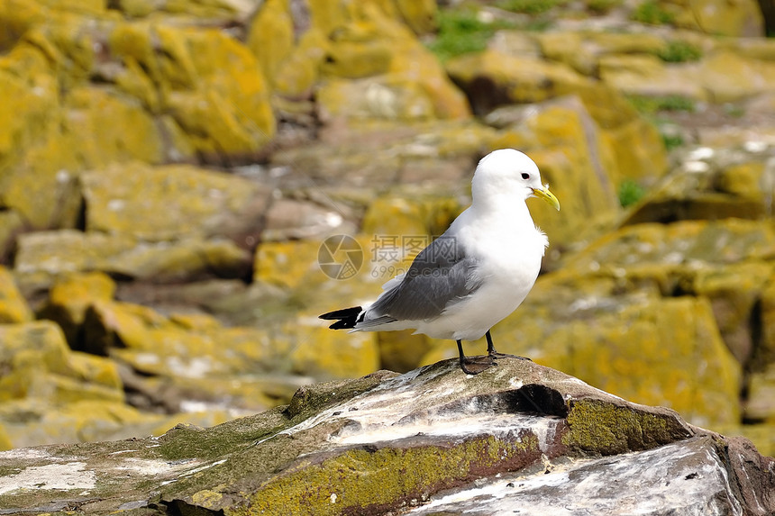 岩石上的基地瓦克(Laridae)图片