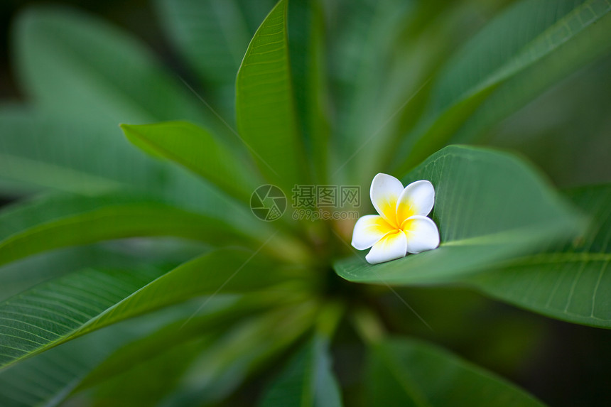 热带花卉情调叶子黄色宏观树叶异国花园绿色植物学植物图片