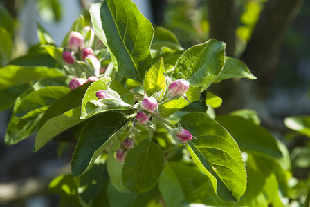 鲜花苹果树花园园艺生活高清图片