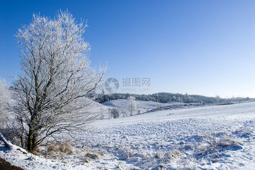 冬季冰雪景观雾凇白色晴天图片