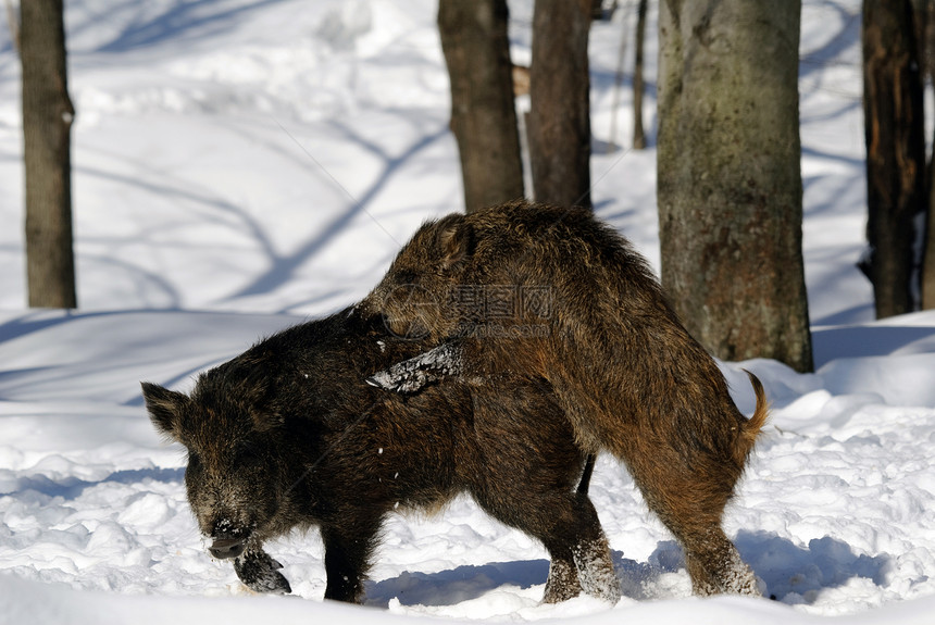 野猪母猪动物毛皮猪肉野生动物哺乳动物荒野图片