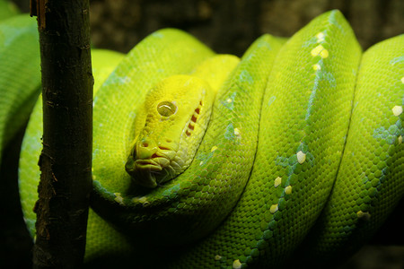 绿蛇动物背景图片
