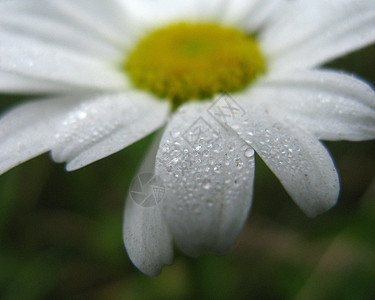 玛格丽特雏菊白色花园芙蓉宏观花瓣背景图片