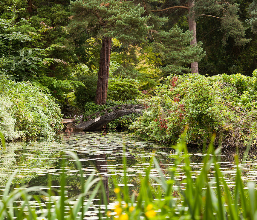 日本花园园艺反射小路冥想绿化花朵池塘绿色绿色植物植物图片