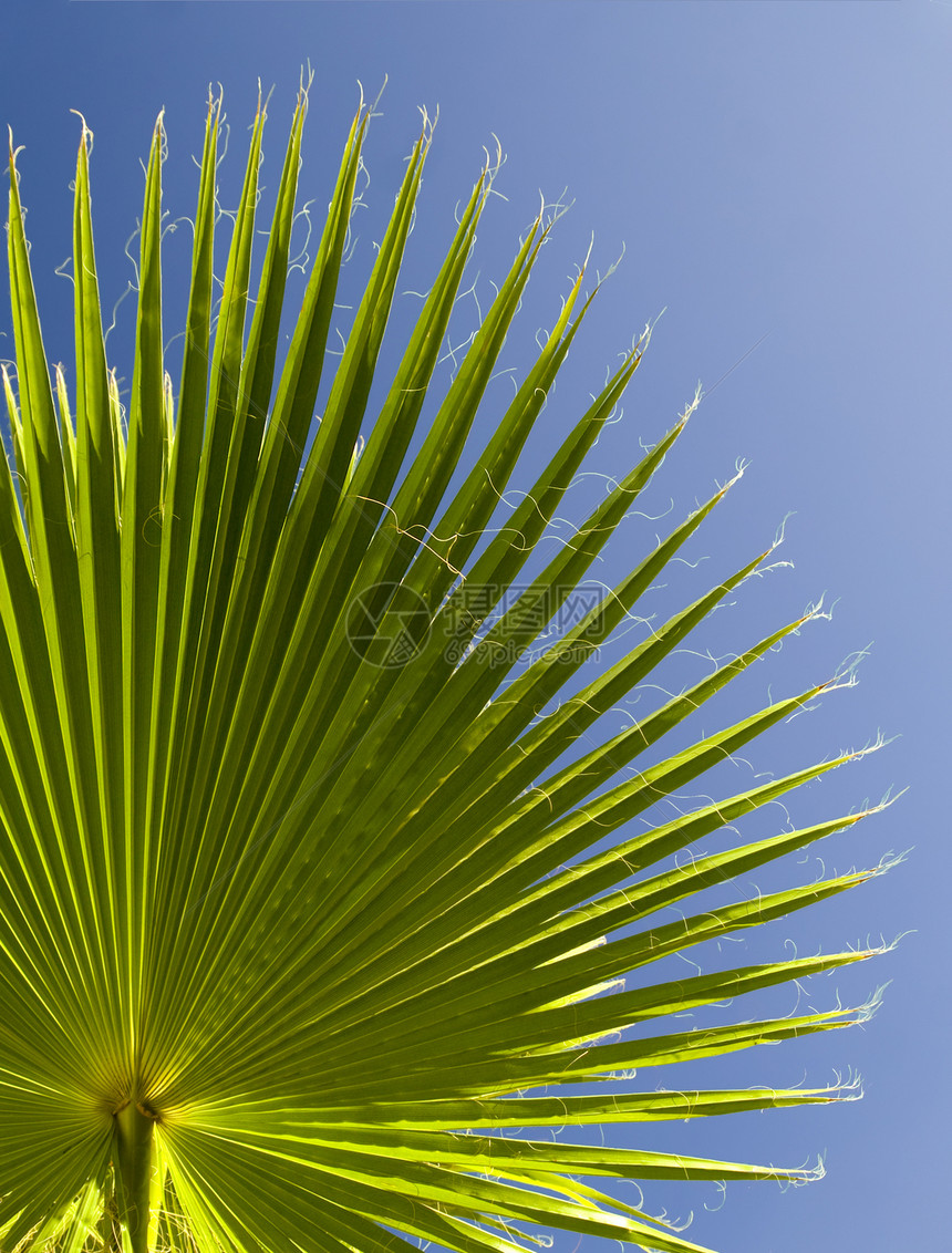 特写棕榈叶太阳同心径向蕨类雨林条纹热带叶子火鸡棕榈图片