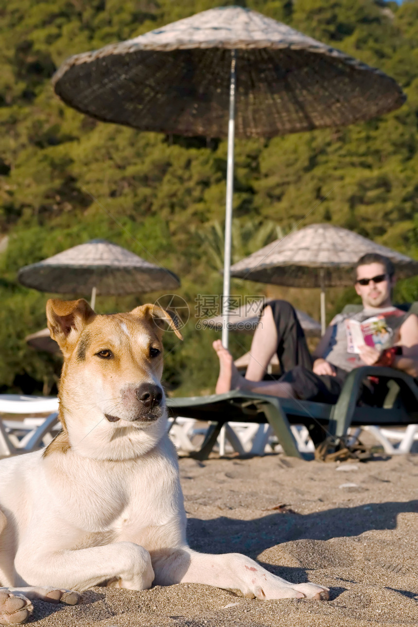 热带海滩上的狗狗日光浴男性火鸡阅读旅行椅子动物扶手椅假期学习图片