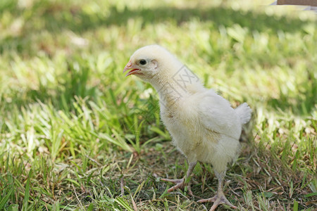 草地的婴儿小鸡背景图片