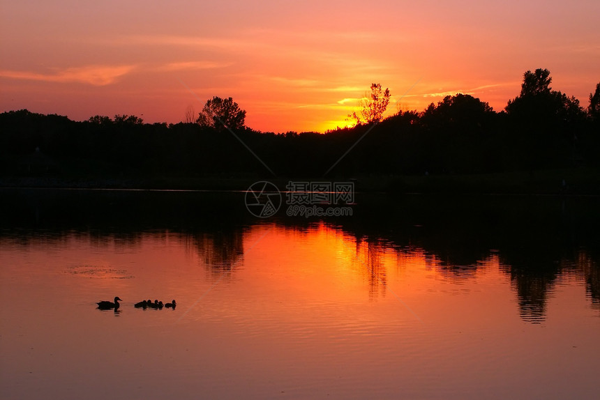 鲍曼公园湖  伊利诺伊州池塘反射栖息地场景太阳日落环境公园风景图片