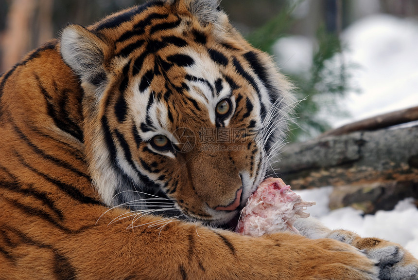 老虎动物荒野野生动物野猫哺乳动物食肉条纹捕食者猫科毛皮图片