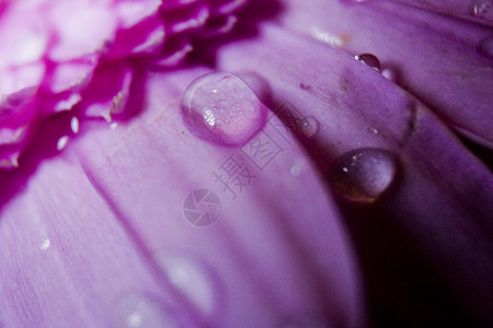 格柏粉色花朵宏观黑色树叶花瓣红色紫色植物幻想背景图片