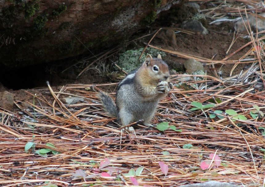照片来自国家森林资源局ORHood山 2002年森林国家叶子栗鼠松鼠图片