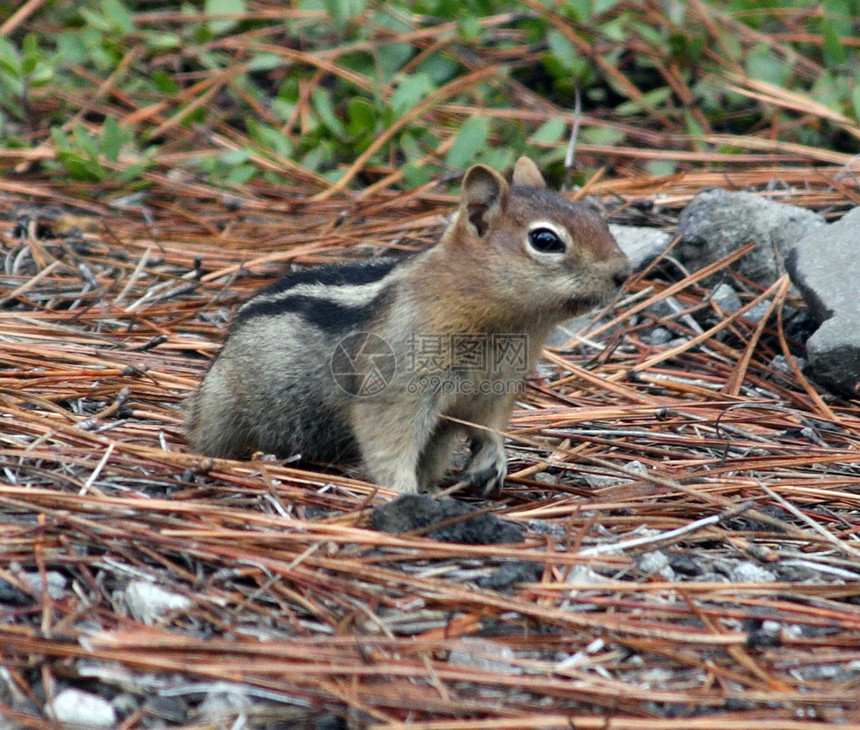 照片来自国家森林资源局ORHood山 2002年栗鼠叶子松鼠国家森林图片